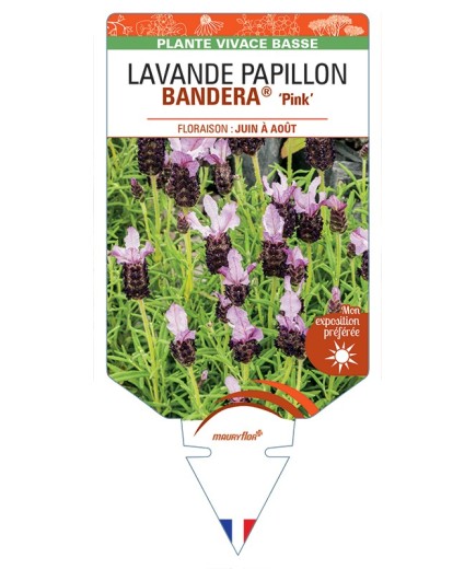 LAVANDULA stoechas BANDERA® Pink voir Lavande Papillon