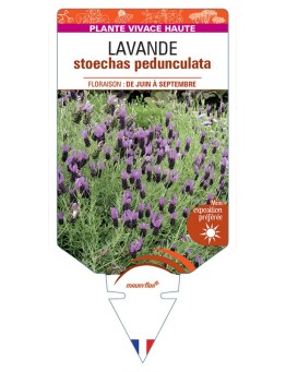 LAVANDULA stoechas pedunculata