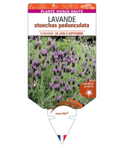 LAVANDULA stoechas pedunculata