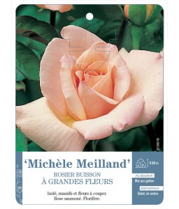 ‘Michèle Meilland’