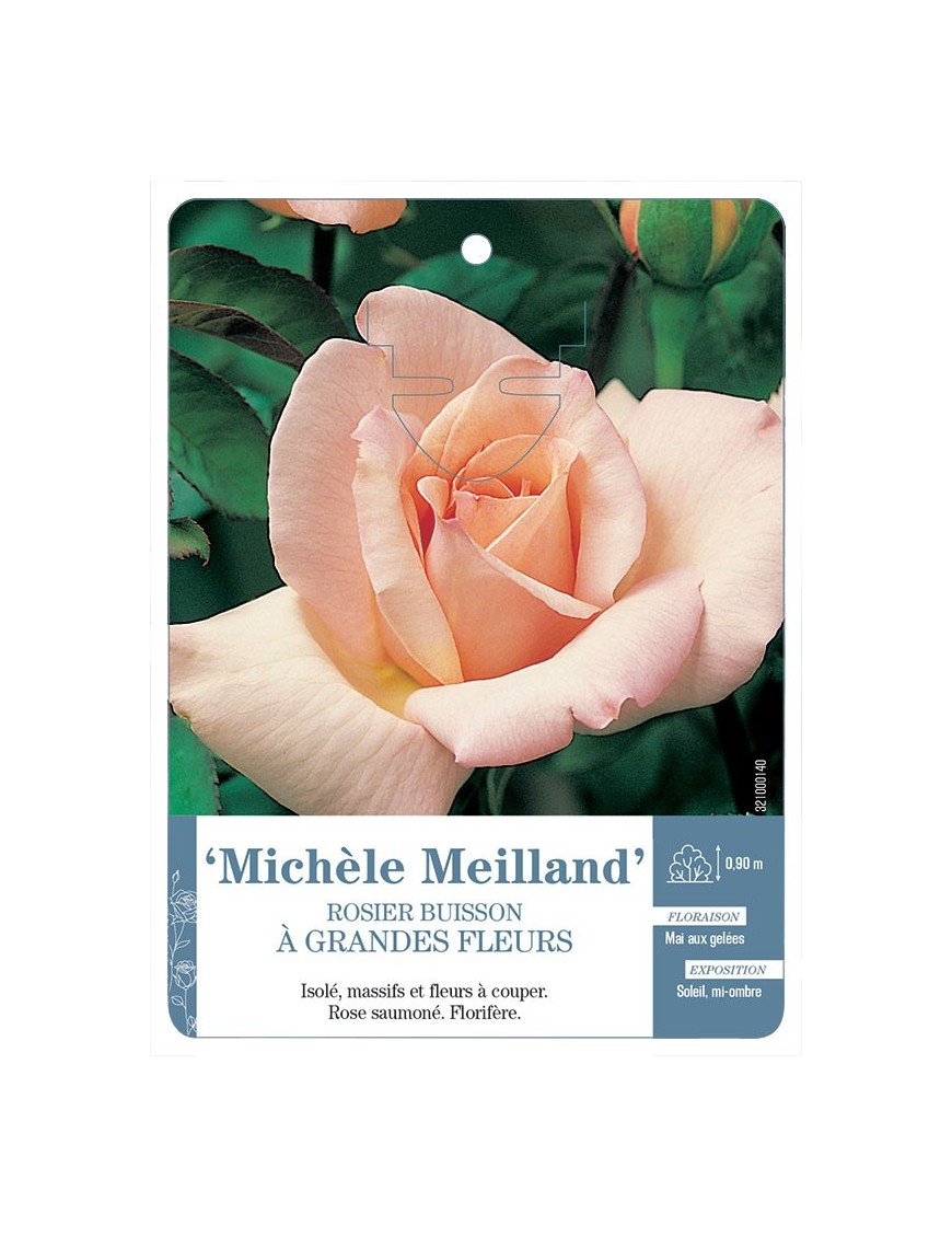 ‘Michèle Meilland’