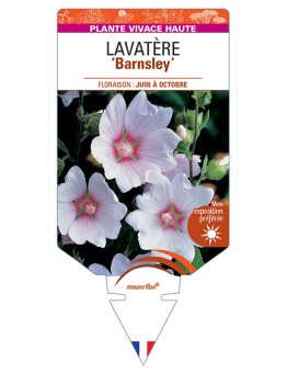LAVATERA Barnsley
