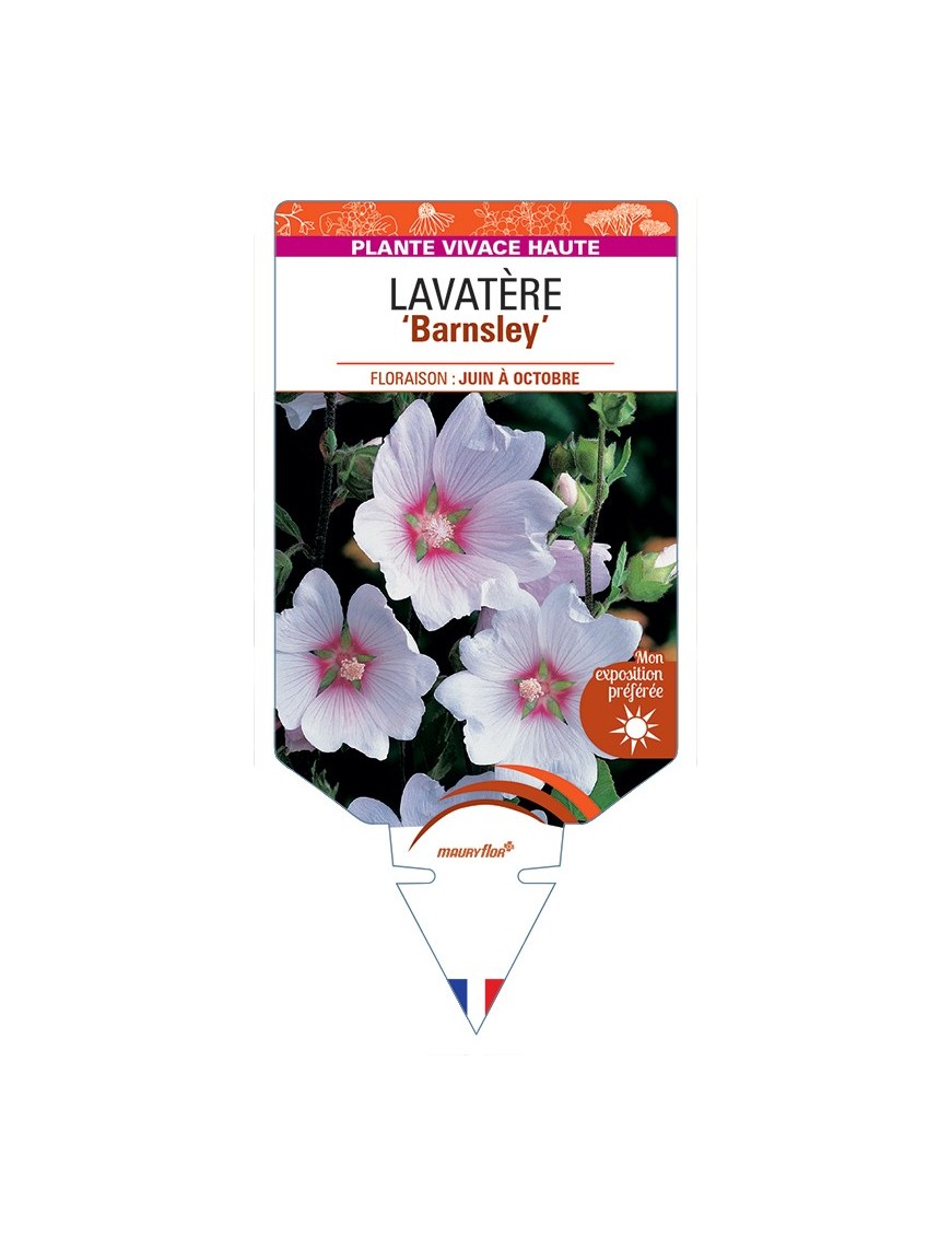 LAVATERA Barnsley