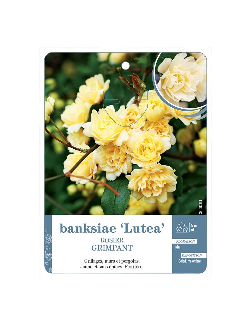 banksiae ‘Lutea’