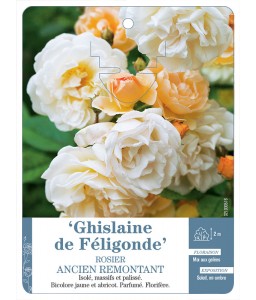 ‘Ghislaine de Féligonde’...