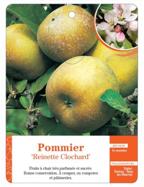 Pommier ‘Reinette Clochard’