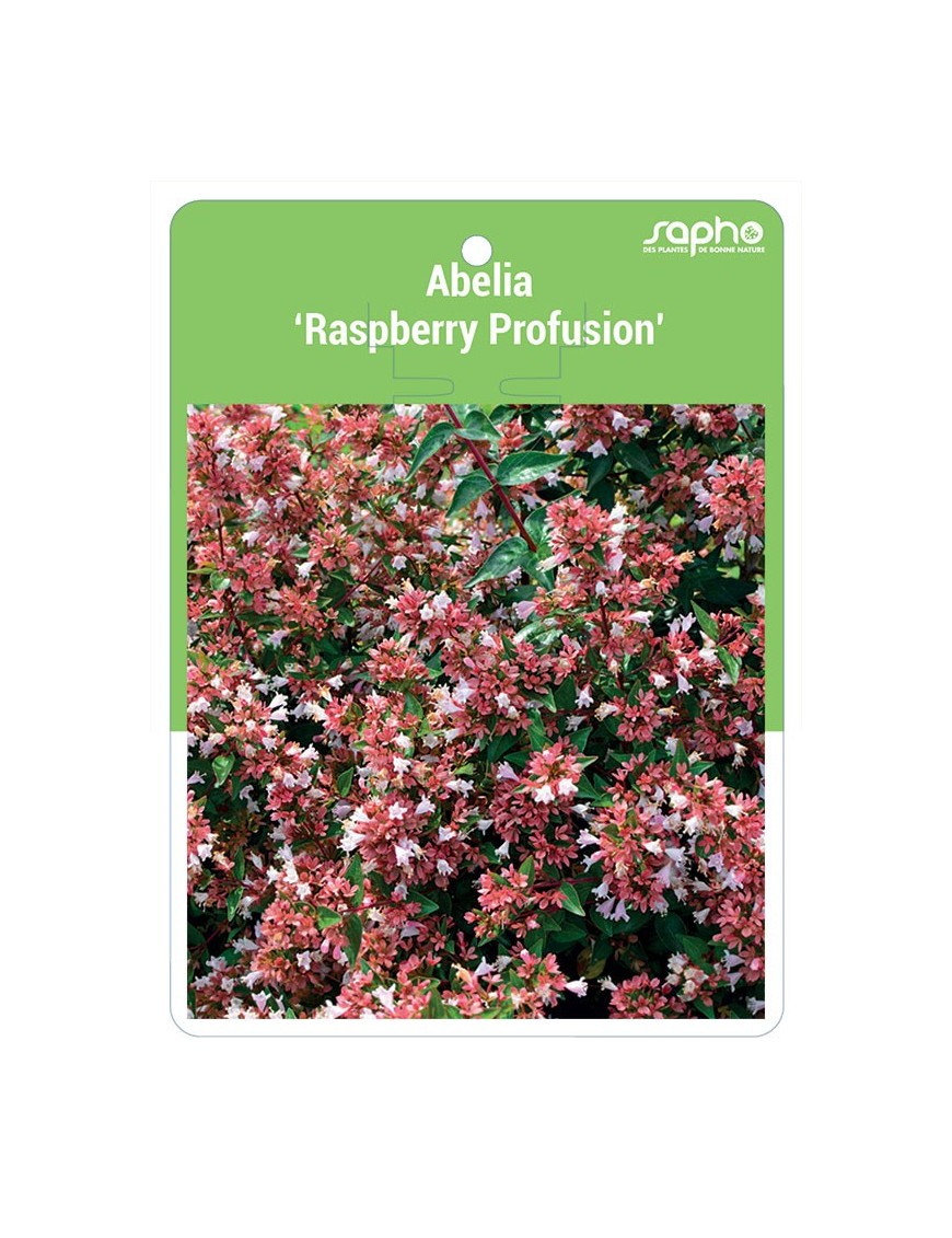 Abelia ‘Raspberry Profusion’