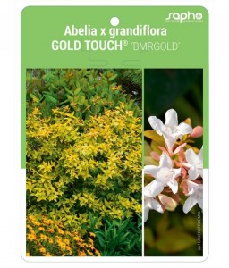Abelia x grandiflora GOLD TOUCH® 'BMRGOLD'