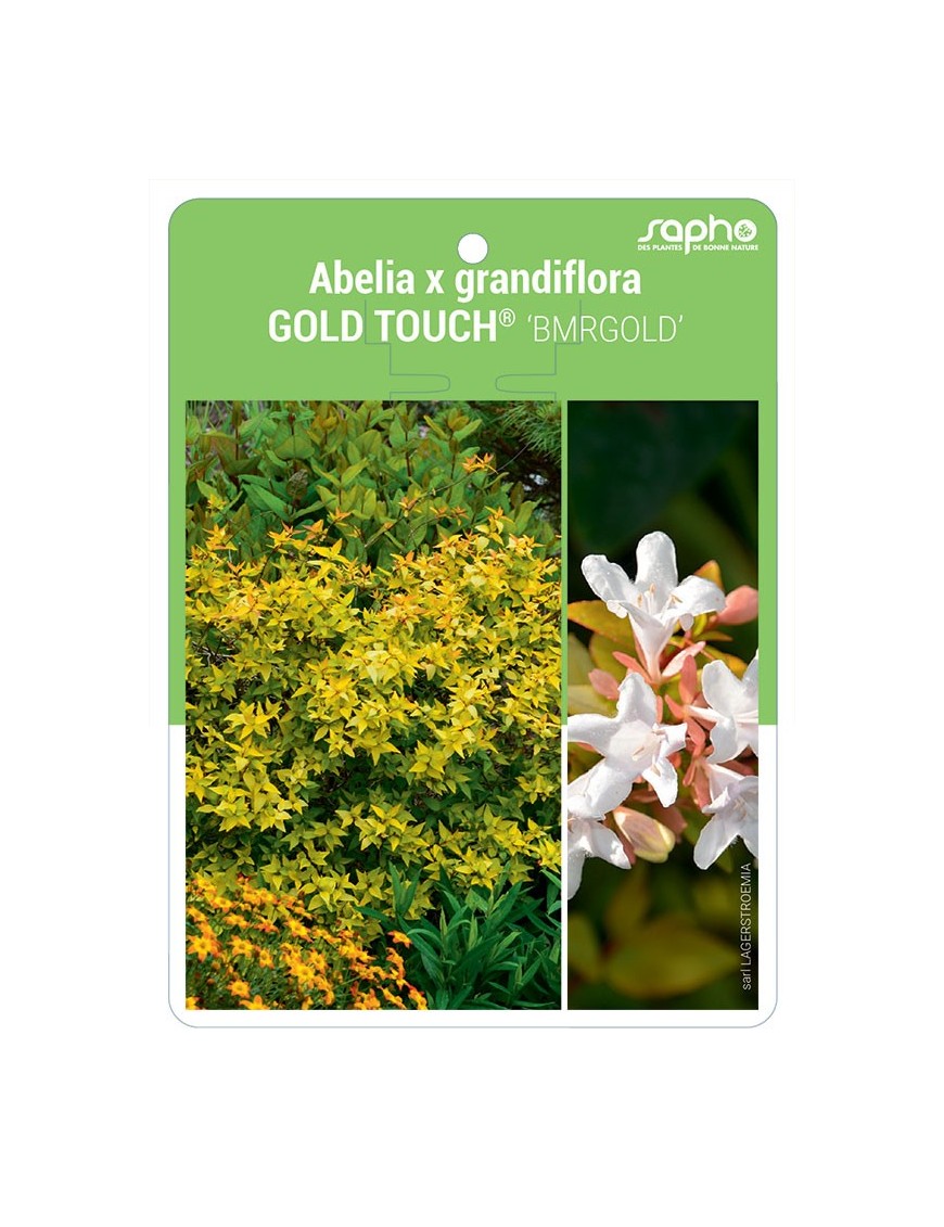 Abelia x grandiflora GOLD TOUCH® 'BMRGOLD'
