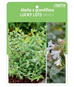 Abelia x grandiflora LUCKY LOTS 'WEVO1'