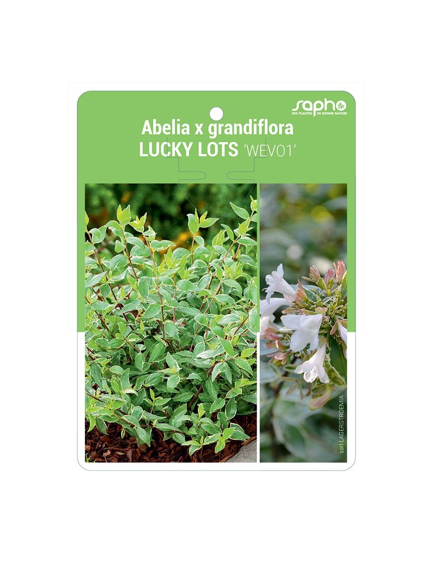Abelia x grandiflora LUCKY LOTS 'WEVO1'