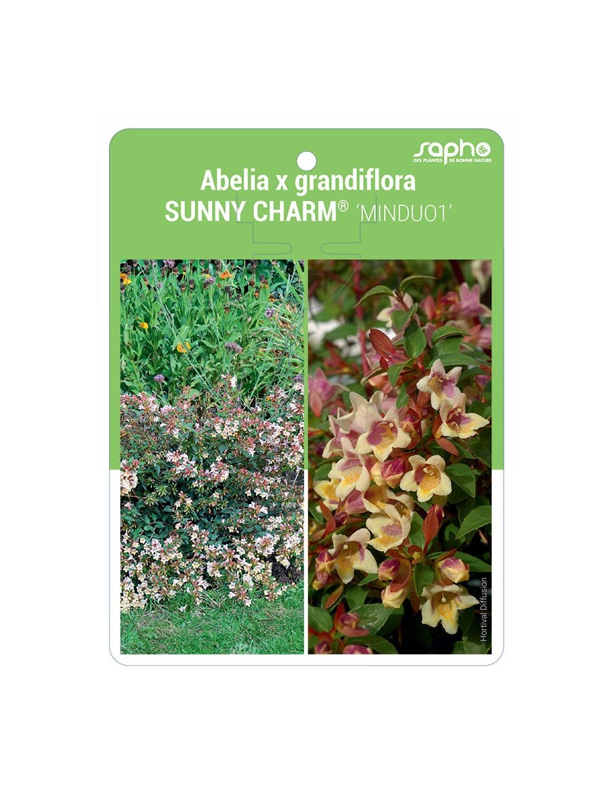 Abelia x grandiflora SUNNY CHARM® 'MINDUO1'