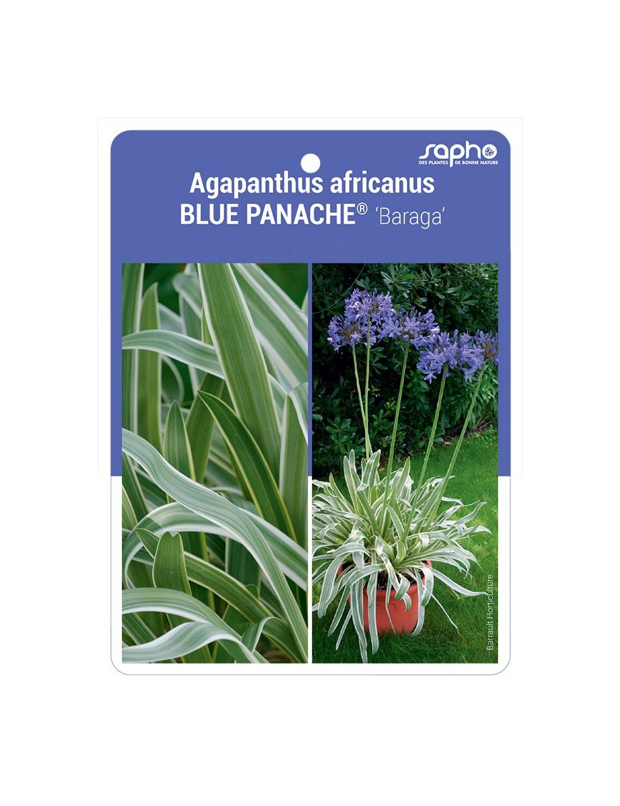Agapanthus africanus BLUE PANACHE® 'Baraga'