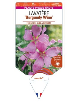 LAVATERA Burgundy Wine
