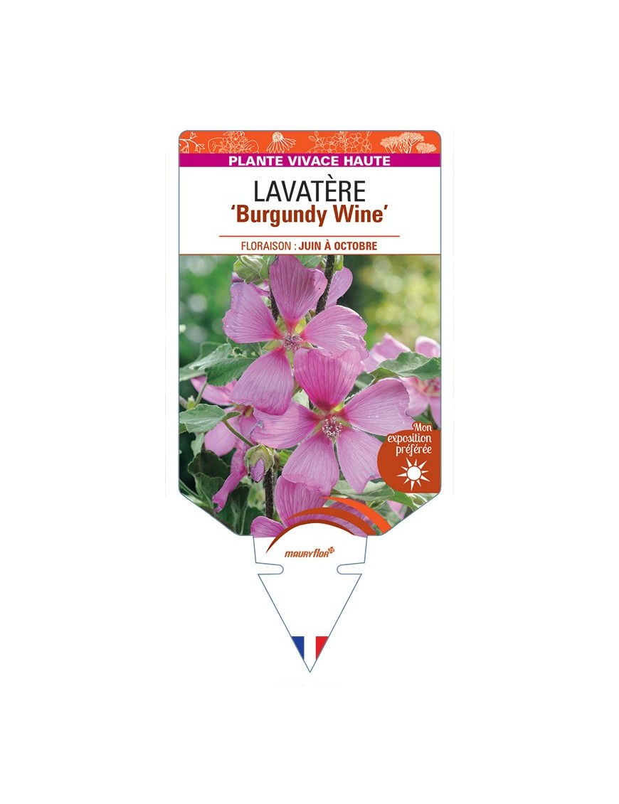 LAVATERA Burgundy Wine