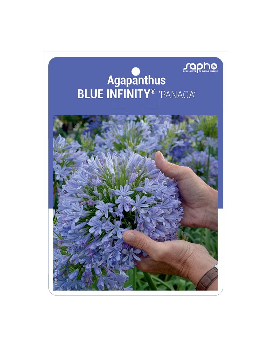 Agapanthus BLUE INFINITY® 'PANAGA'