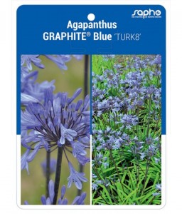 Agapanthus GRAPHITE® Blue 'TURK8'