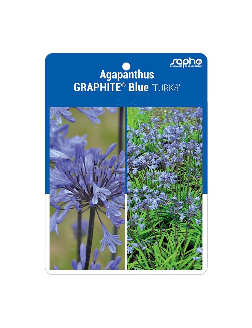 Agapanthus GRAPHITE® Blue 'TURK8'