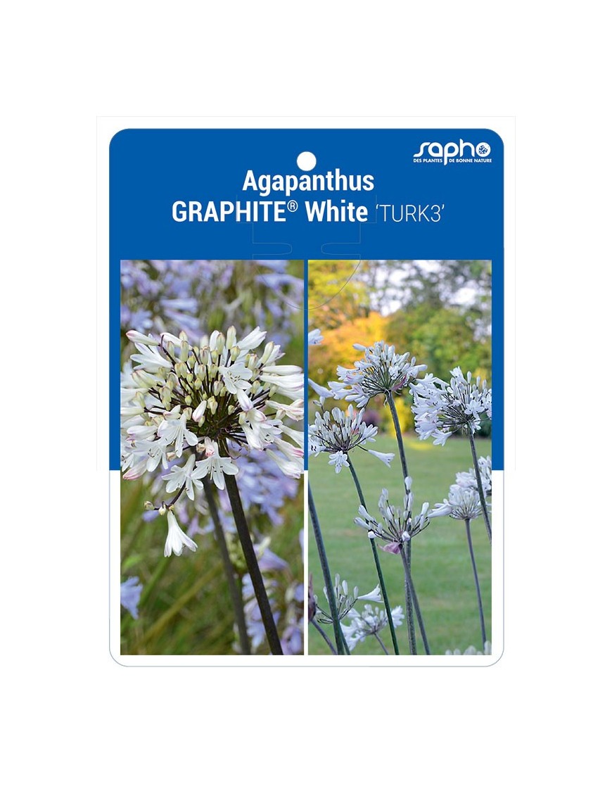 Agapanthus GRAPHITE® White 'TURK3'