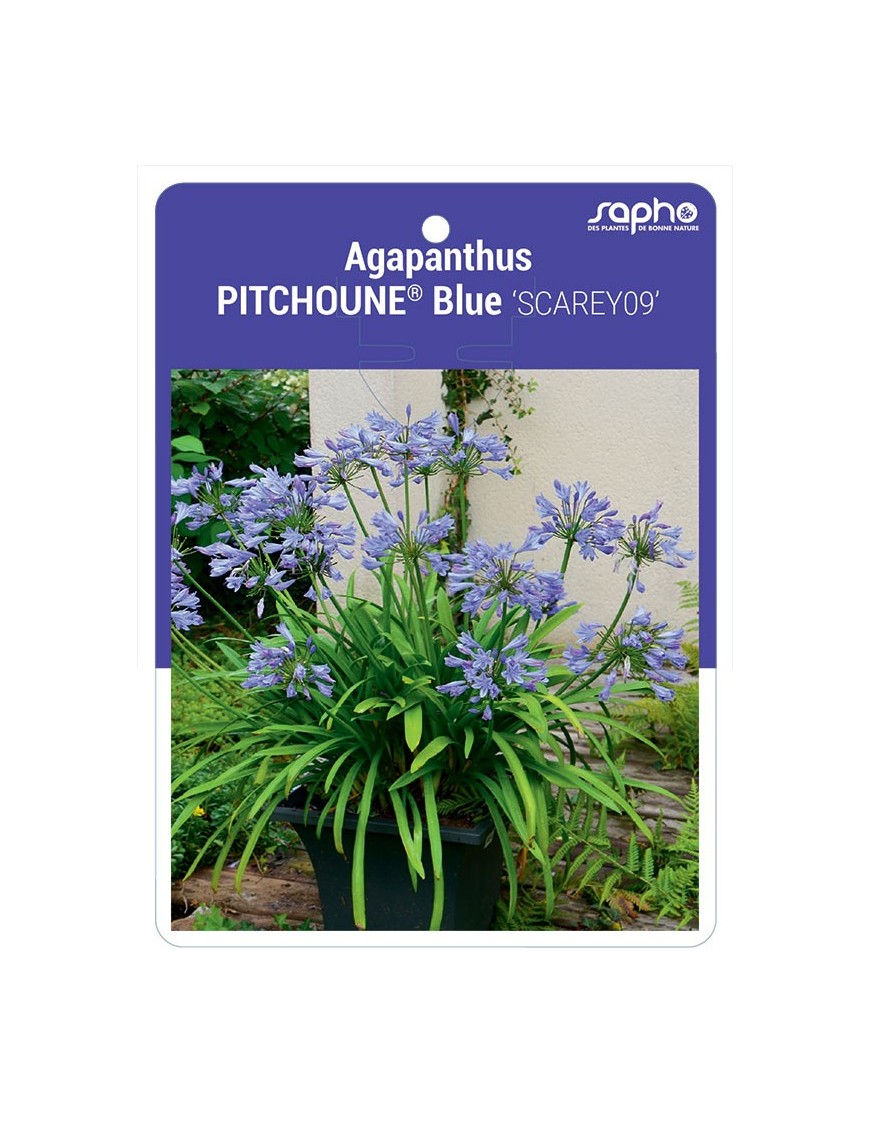 Agapanthus PITCHOUNE® Blue 'SCAREY09'