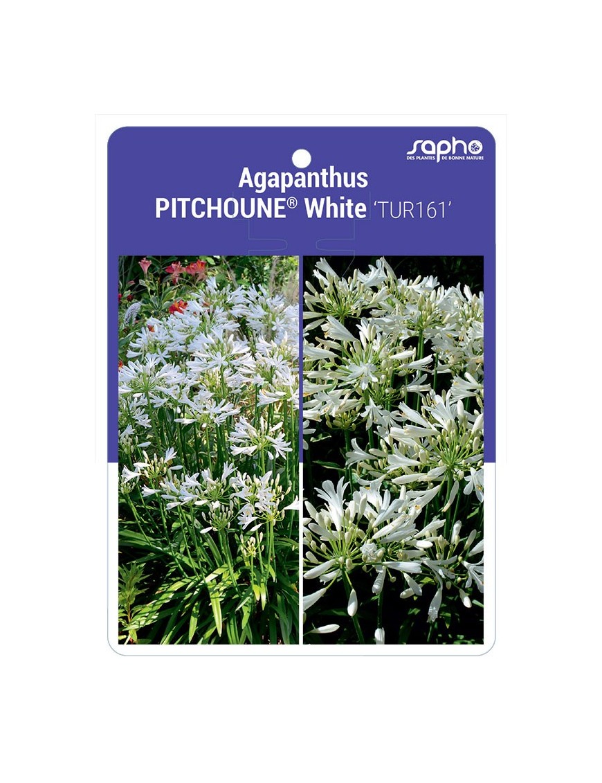 Agapanthus PITCHOUNE® White 'TUR161'
