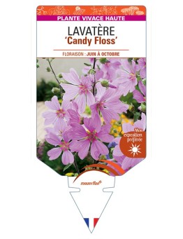 LAVATERA Candy Floss