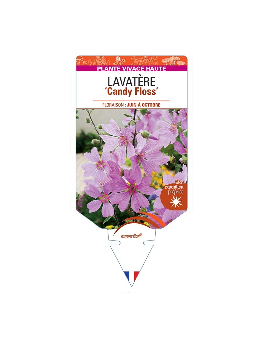 LAVATERA Candy Floss