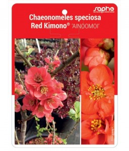 Chaeonomeles speciosa Red Kimono® 'AINOOMOI'