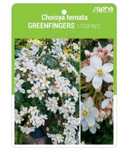 Choisya ternata GREENFINGERS 'LISSFING'