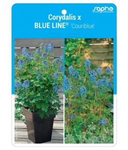 Corydalis x BLUE LINE® 'Couriblue'