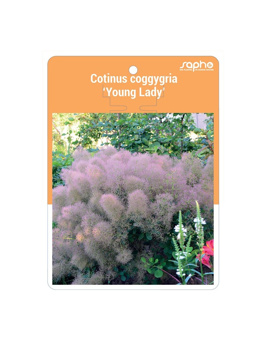 Cotinus coggygria ‘Young Lady’