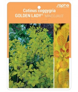 Cotinus coggygria GOLDEN LADY® ‘MINCOJAU3’