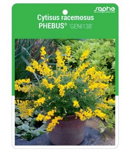 Cytisus racemosus PHEBUS® 'GENI138'