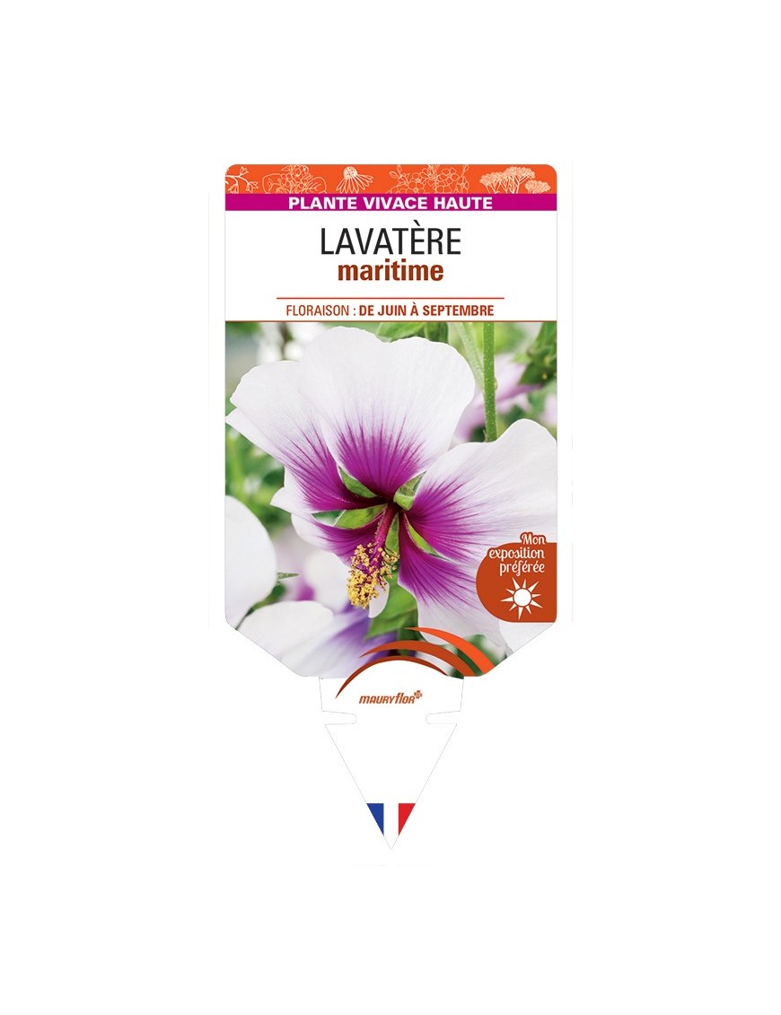 LAVATERA maritima