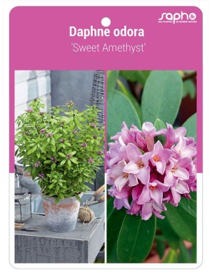 Daphne odora 'Sweet Amethyst'