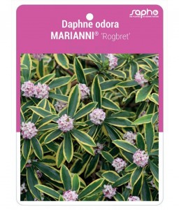 Daphne odora MARIANNI® 'Rogbret' *