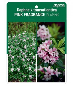 Daphne x transatlantica PINK FRAGRANCE 'BLAPINK'