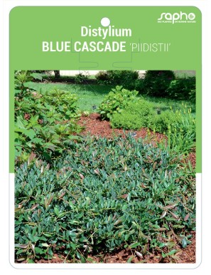 Distylium BLUE CASCADE 'PIIDISTII'