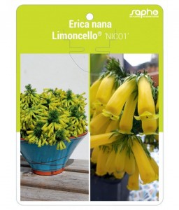 Erica nana Limoncello® 'NICO1'