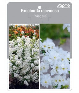 Exochorda racemosa 'Niagara'