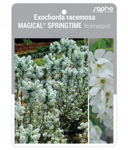 Exochorda racemosa MAGICAL® SPRINGTIME ‘Kolmasprit’