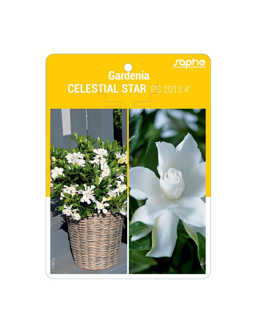 Gardenia CELESTIAL STAR 'PS 2013 4'