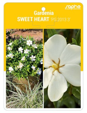 Gardenia SWEET HEART 'PS 2013 3'