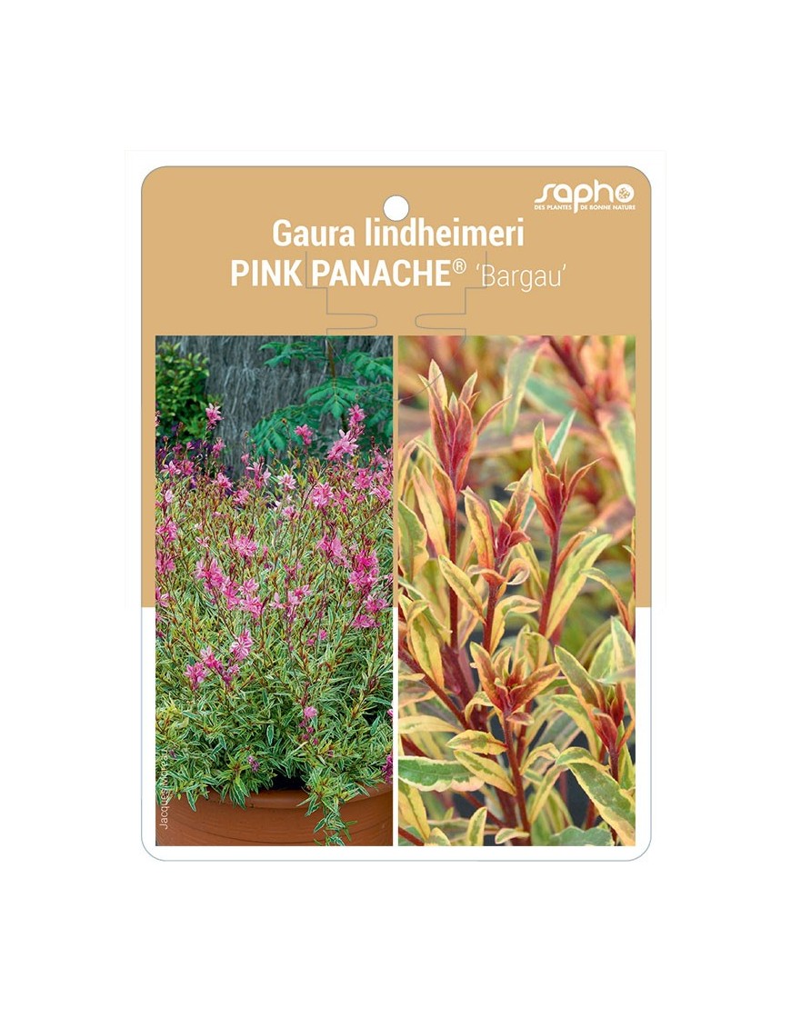 Gaura lindheimeri PINK PANACHE® 'Bargau'