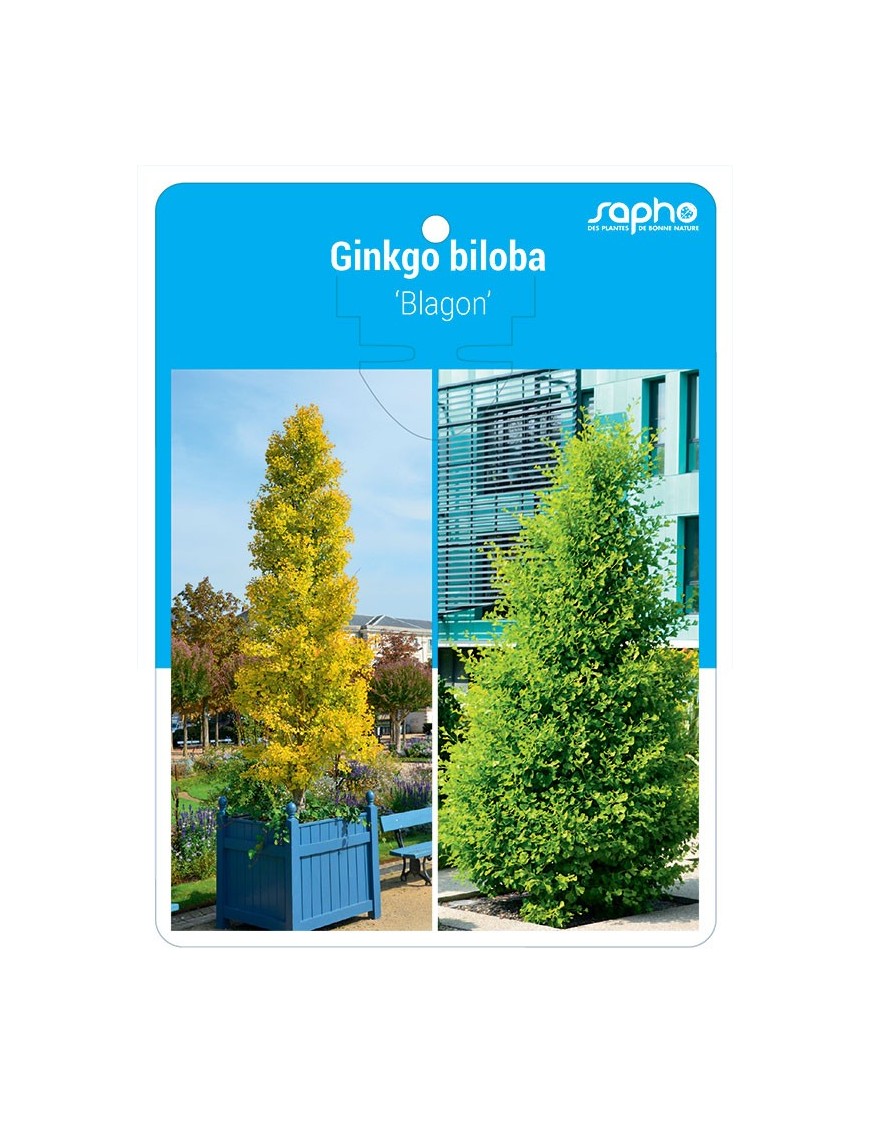 Ginkgo biloba 'Blagon'