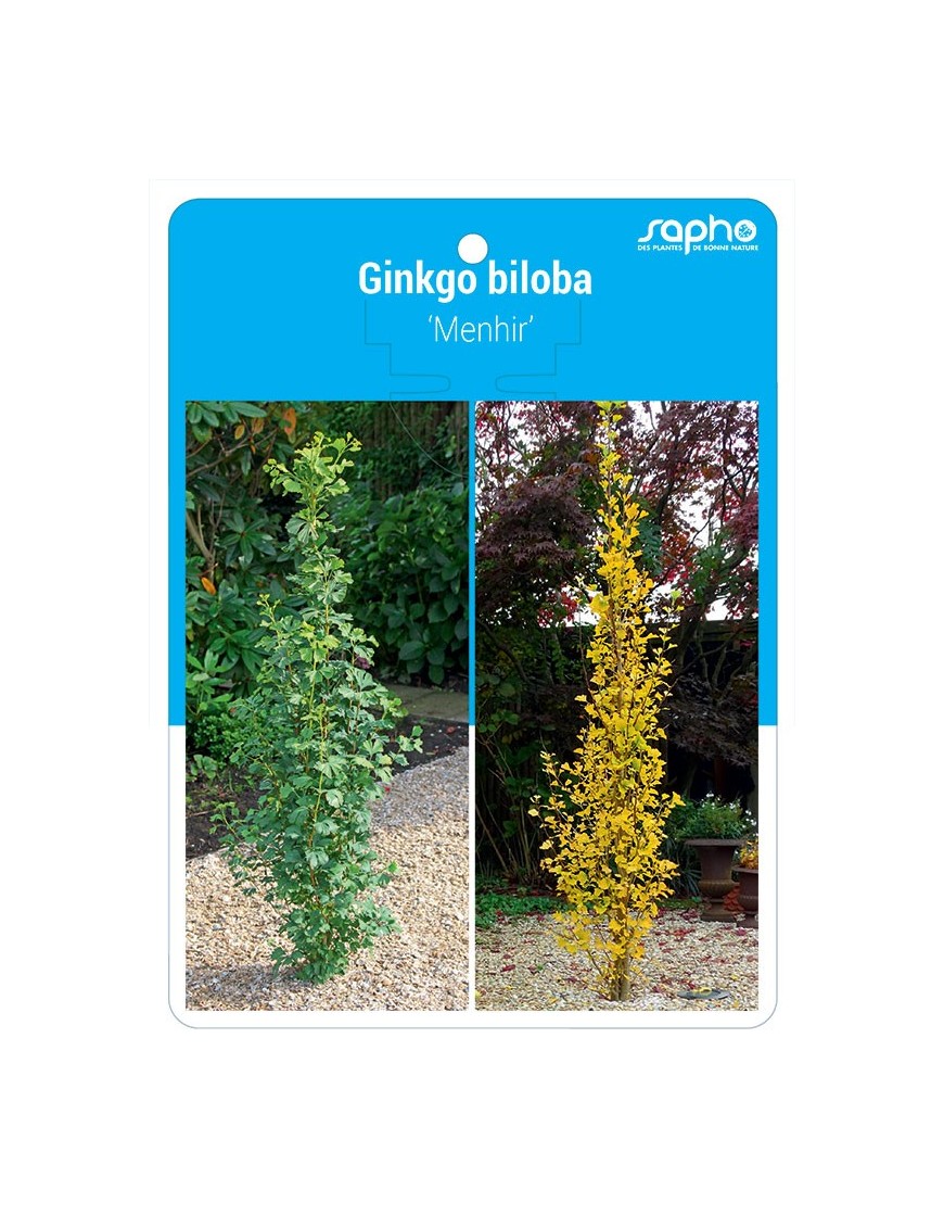 Ginkgo biloba 'Menhir'