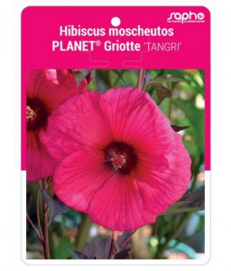 Hibiscus moscheutos PLANET® Griotte 'TANGRI'