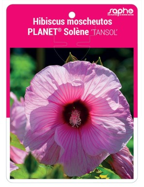 Hibiscus moscheutos PLANET® Solène 'TANSOL'