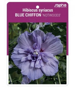 Hibiscus syriacus BLUE CHIFFON 'NOTWOOD3'