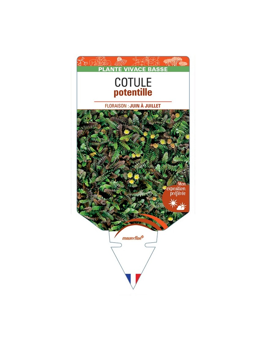 LEPTINELLA potentillina voir COTULE Potentille